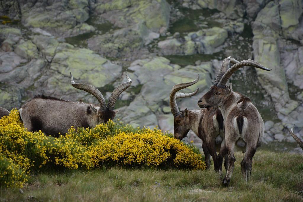 Гостевой дом La Pasailla De Gredos Навасепеда-де-Тормес Экстерьер фото